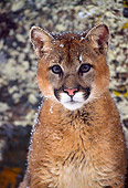 COU 02 NE0001 01
Shoulder Shot Of Mountain Lion Yearling Cub Sitting In Snow Rocky Mountains