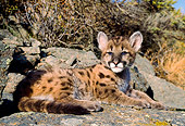 COU 02 NE0003 01
Mountain Lion Cub Laying On Rock By Trees Shrubs Montana