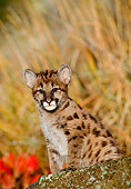 COU 02 NE0004 01
Mountain Lion Cub Sitting On Rock By Tall Grass Montana