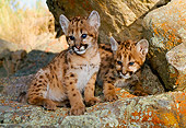 COU 02 NE0005 01
Two Mountain Lion Cubs Sitting On Rocks In Shade Montana