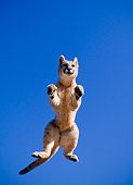 COU 02 NE0006 01
Low Angle View Of Mountain Lion Cub Leaping Blue Sky Montana