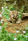 COU 02 RC0001 01
Head Shot Of Cougar Kitten Climbing On Log