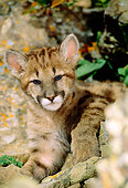 COU 02 RW0001 01
Mountain Lion Cub Laying On Rocks