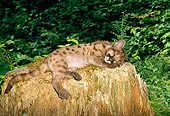 COU 02 TK0001 01
Cougar Kitten Sleeping On Tree Stump