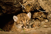 COU 02 TL0001 01
Head Shot Of Cougar Cub Huddling In Den