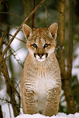 COU 02 TL0004 01
Portrait Of Cougar Cub Standing In Snow Facing Camera By Woods