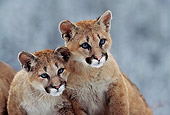 COU 02 TL0005 01
Portrait Of Two Cougar Cubs Huddling On Rock