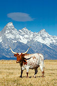 COW 01 KH0002 01
Texas Longhorn Cow Standing In Pasture By Mountains