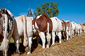 COW 01 KH0003 01
Back View Of Normandy Bulls Standing On Hay Normandy