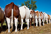 COW 01 KH0004 01
Back View Of Normandy Bulls Standing On Hay Normandy