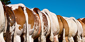 COW 01 KH0005 01
Close-Up Back View Of Normandy Bulls Normandy
