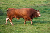 COW 01 KH0006 01
Limousin Bull Walking Through Meadow Normandy