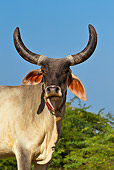 COW 01 KH0007 01
Portrait Of Kankrej Cow In Gujarat, India