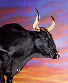 COW 01 RK0004 15
Head Shot Of Black Steer With Ring In Nose Sunset Background