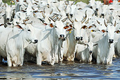 COW 01 SS0001 01
Nelore Cattle Standing In Water Brazil