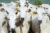 COW 01 SS0002 01
Close-Up Of Nelore Cattle Brazil