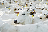 COW 01 SS0003 01
Close-Up Of Nelore Cattle Brazil