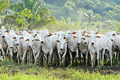 COW 01 SS0004 01
Group Of Nelore Cattle Standing On Grass Brazil