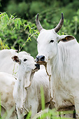COW 01 SS0005 01
Portrait Of Nelore Cow Standing With Calf Brazil
