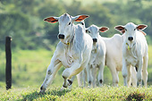 COW 01 SS0006 01
Nelore Cattle In Pasture Brazil
