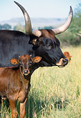 COW 01 DS0002 01
Close-Up Of Texas Longhorn Cow And Calf Standing In Field