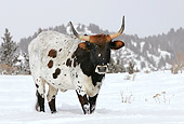 COW 01 KH0001 01
Texas Longhorn Standing In Snow