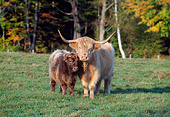 COW 01 LS0001 01
Highland Cattle Cow And Calf Standing On Grass By Trees