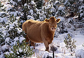 COW 01 RK0005 09
Brown Cow Standing On Snow By Snow Covered Trees