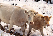 COW 01 RK0007 01
Two Cows Walking Together On Snow
