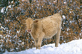 COW 01 RK0011 03
Calf Standing On Snow By Shrubs