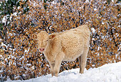 COW 01 RK0011 10
Calf Standing On Snow By Shrubs