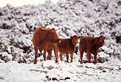 COW 01 RK0016 05
Three Cows Standing Together Snow Covered Trees Background