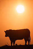 COW 01 RK0019 08
Profile Silhouette Shot Of Cattle Standing At Sunset Orange Sky