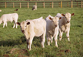 COW 01 RK0049 03
Cows Standing On Grass