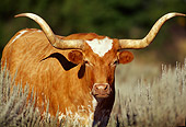 COW 01 TL0001 01
Texas Longhorn Steer Standing In Pasture