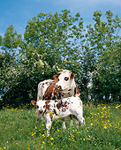 COW 02 GL0001 01
Normandy Cow And Calf Standing In Pasture
