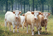 COW 02 GL0002 01
Charolais Cows Grazing In Pasture