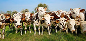 COW 02 JE0002 01
Group Of Normandy Cows Standing On Grass