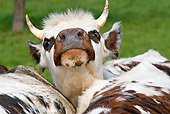COW 02 JE0003 01
Head Shot Of Normandy Calf Standing Between Others