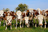 COW 02 JE0004 01
Group Of Normandy Cows Standing On Grass