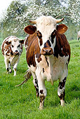 COW 02 JE0005 01
Normandy Cows Standing In Pasture
