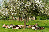 COW 02 JE0006 01
Normandy Cows Resting Under Tree In Pasture
