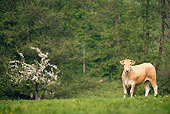 COW 02 JE0007 01
Normandy Cow Standing In Pasture