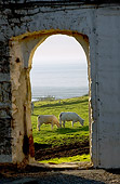 COW 02 JE0009 01
Charolais Cows Grazing In Pasture By Sea Through Arch
