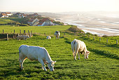 COW 02 JE0010 01
Charolais Cows Grazing In Pasture By Sea