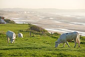 COW 02 JE0011 01
Charolais Cows Grazing In Pasture By Sea