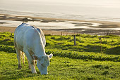 COW 02 JE0012 01
Charolais Cow Grazing In Pasture By Sea