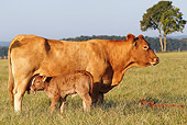 COW 02 JE0017 01
Limousine Cow And Calf Standing In Pasture Chateauroux, France