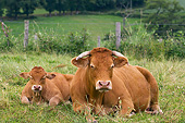 COW 02 JE0018 01
Limousine Cow And Calf Resting In Pasture