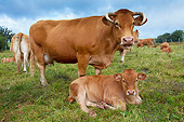 COW 02 JE0019 01
Limousine Cow And Calf Resting In Pasture